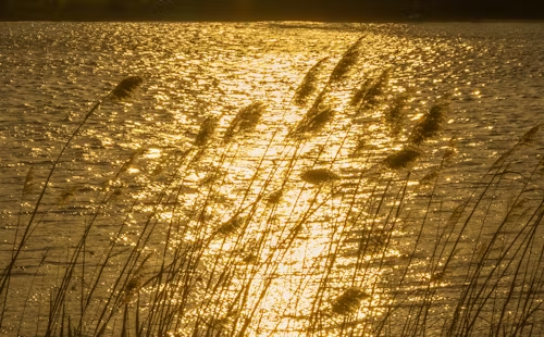 The Bruised Reed He Will Not Break – consumingfireblog